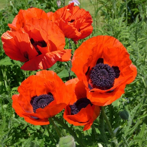 Papaver orientale 'Allegro' - Idamagun 'Allegro' P11/0,75L